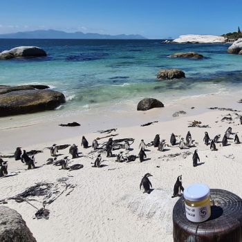 apicoltura sacco nel mondo