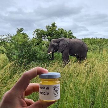 apicoltura sacco nel mondo